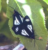 Gnophaela vermiculata moth