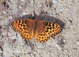 Fritillary Butterfly, possibly western meadow fritillary