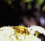 Longhorned beetle, Cosmosalia chrysocoma