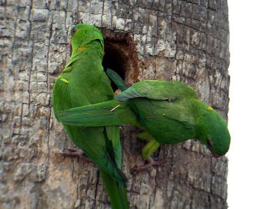 Green Parakeet 