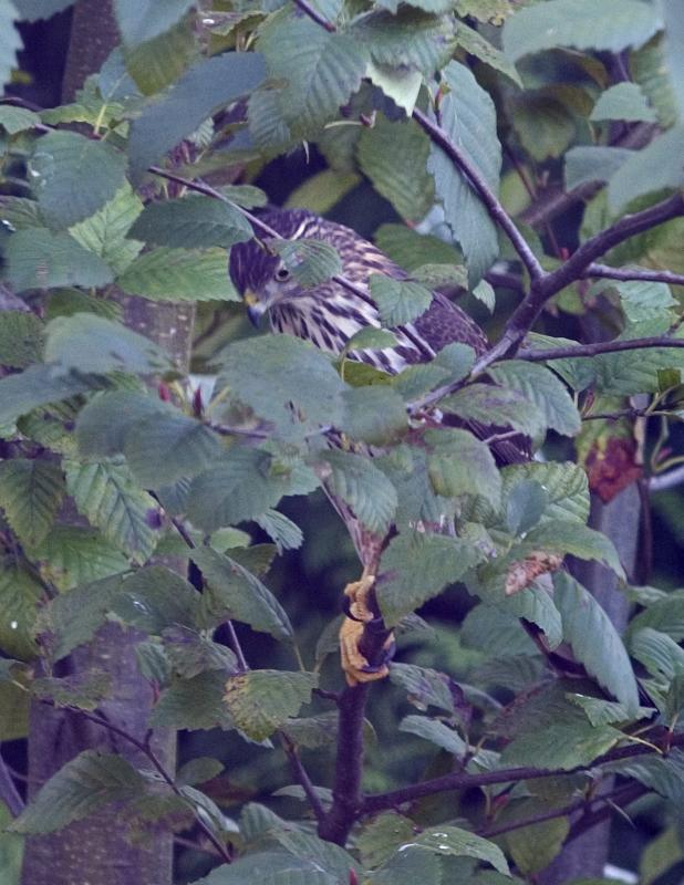 Cooper Hawk