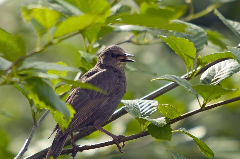 Juvie Starling