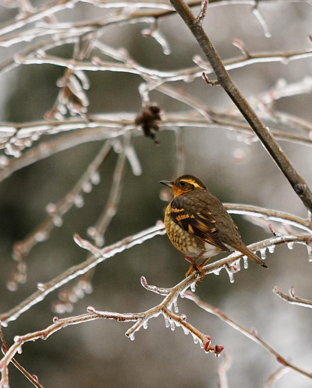 Female Varied Thrush