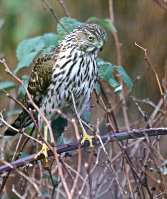 Juvenile Cooper Hawk