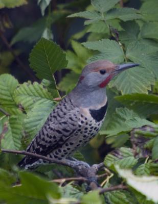 Male Red Shafted Northern Flicker