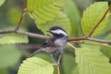 Chestnut-Backed Chickadee