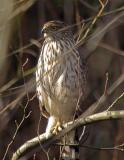 Juvenile Coopers Hawk