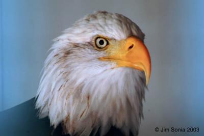 Eagle, Penn State (Captive)