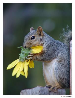Squirrel 2.jpg