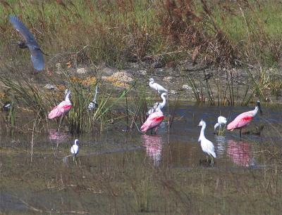 spoon heron egret.jpg