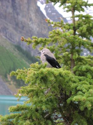 Clarks Nutcracker Nucifraga Columbiana