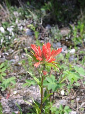 Indian Paintbrush flower