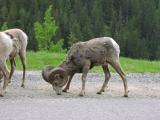 Big Horn Mountain Sheep