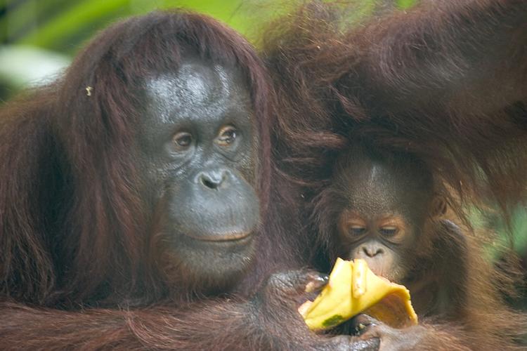 November 12 - Borneo orangutans