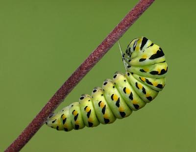 Caterpillar preparing to go into Pupae Stage