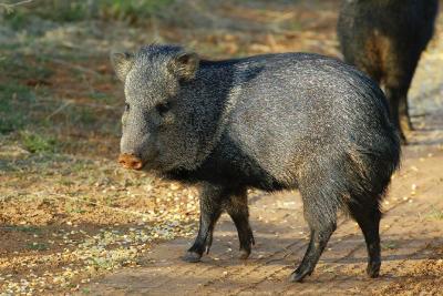 javalina