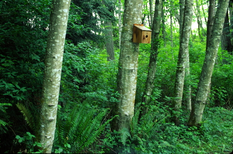 BIRDHOUSE AND ALDERS