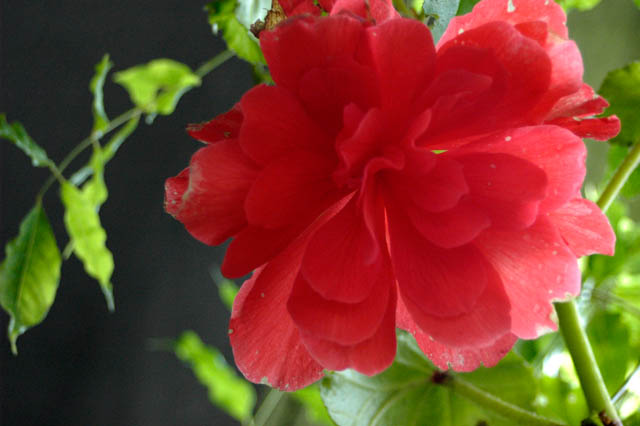040825 Begonia