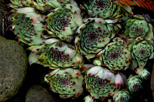 040825 Hen And Chicks