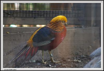 Bird Colorful - CRW_0584 copy.jpg