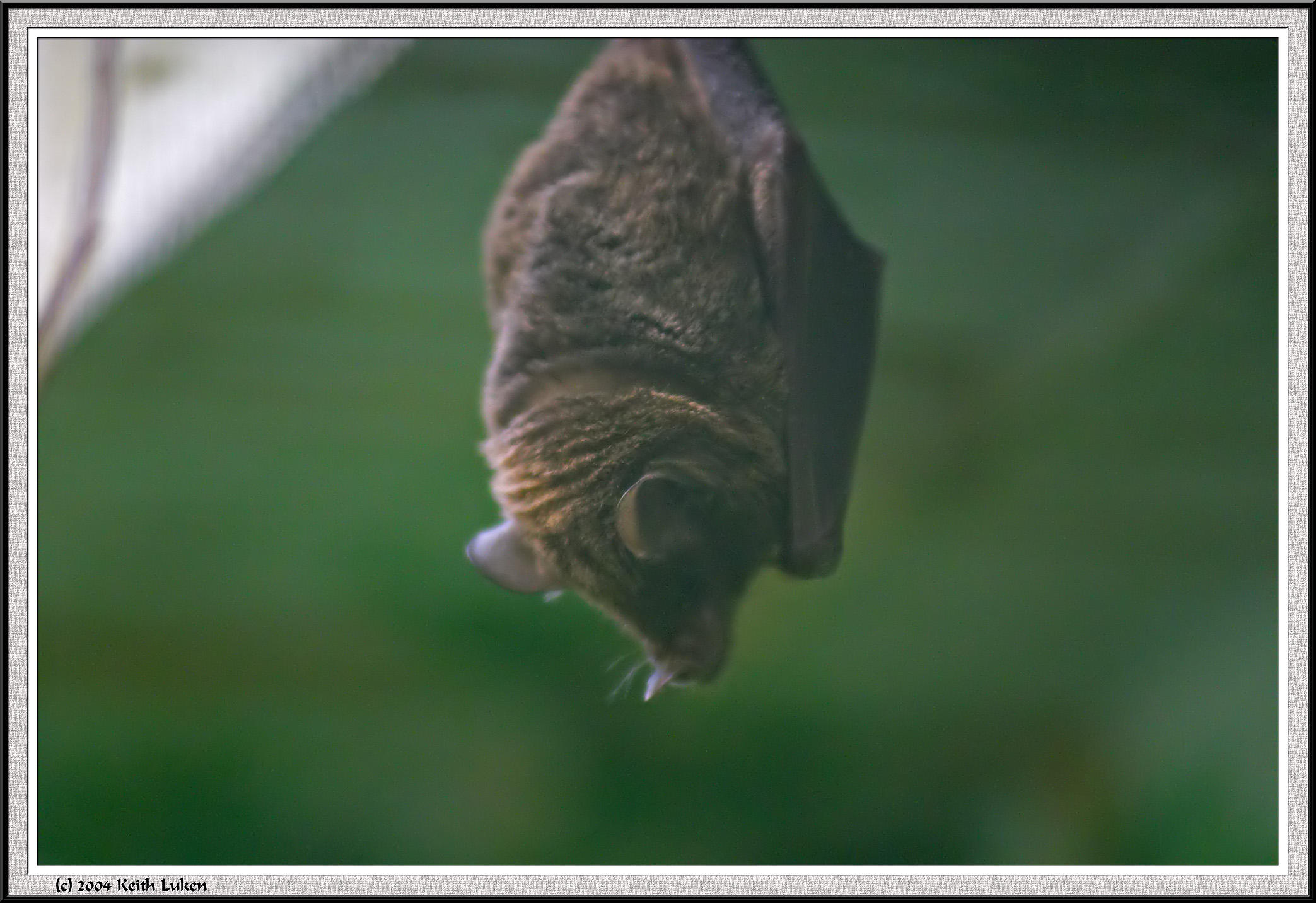 Bat - CRW_0569 copy.jpg