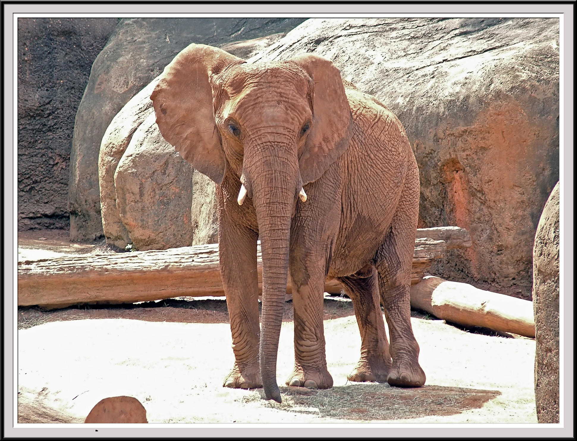 Elephant - DSCF0075 copy.jpg