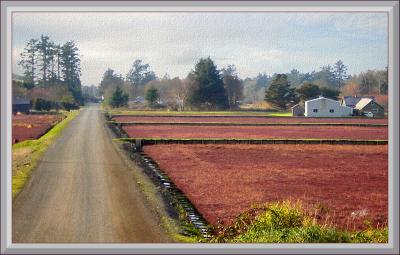 Cranberry Bogs wide