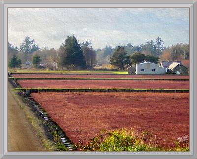 Cranberry Bogs