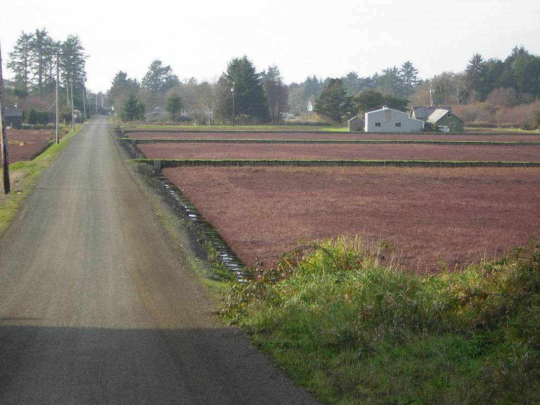 Cranberry bogs Original