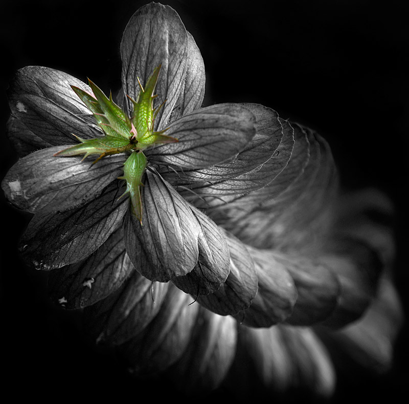 Acanthus by Jono Slack