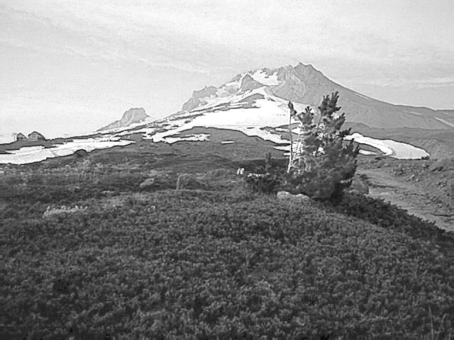 Mt. Hood Snag, B&W by Kim Borchardt