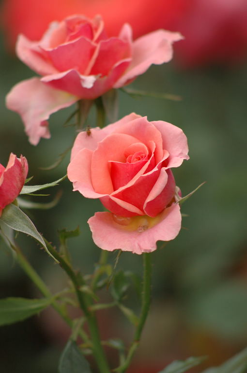 DSC_2988.jpg