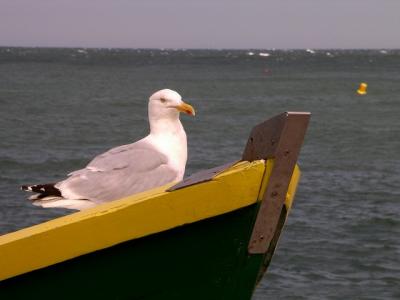 Goéland adulte,