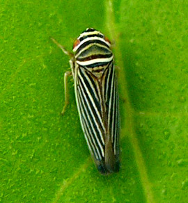 Woodland Leafhopper (Tylozygus bifidus) 