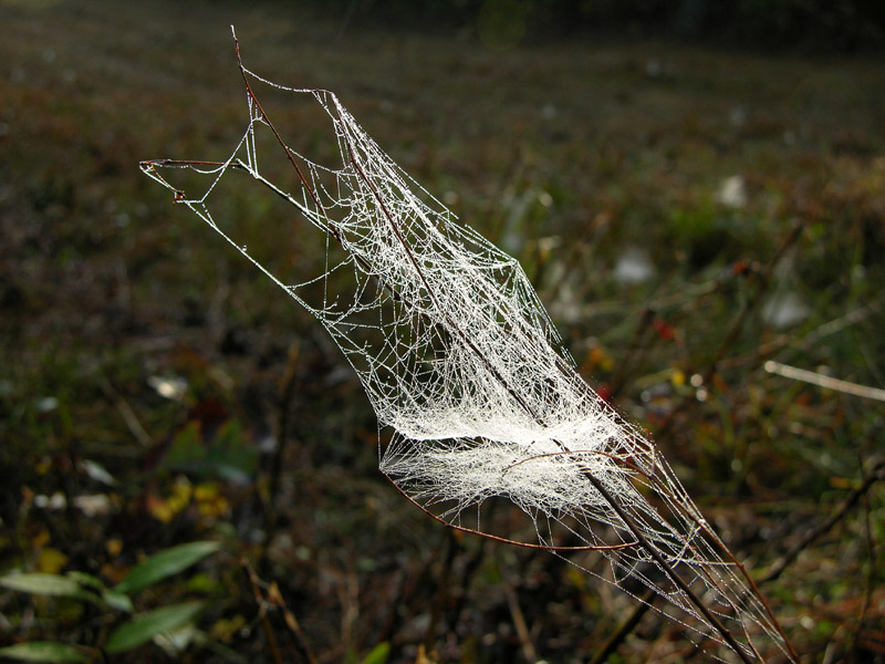 Unidentified Spider Web