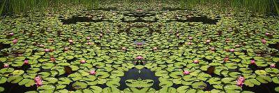 waterlillies