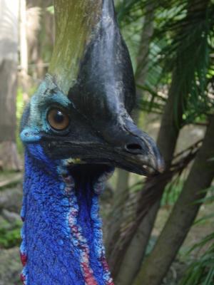 CrazyBird.JPG