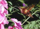 Hummingbird Clearwing