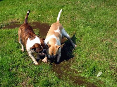 Spanky & Homer_0181.jpg