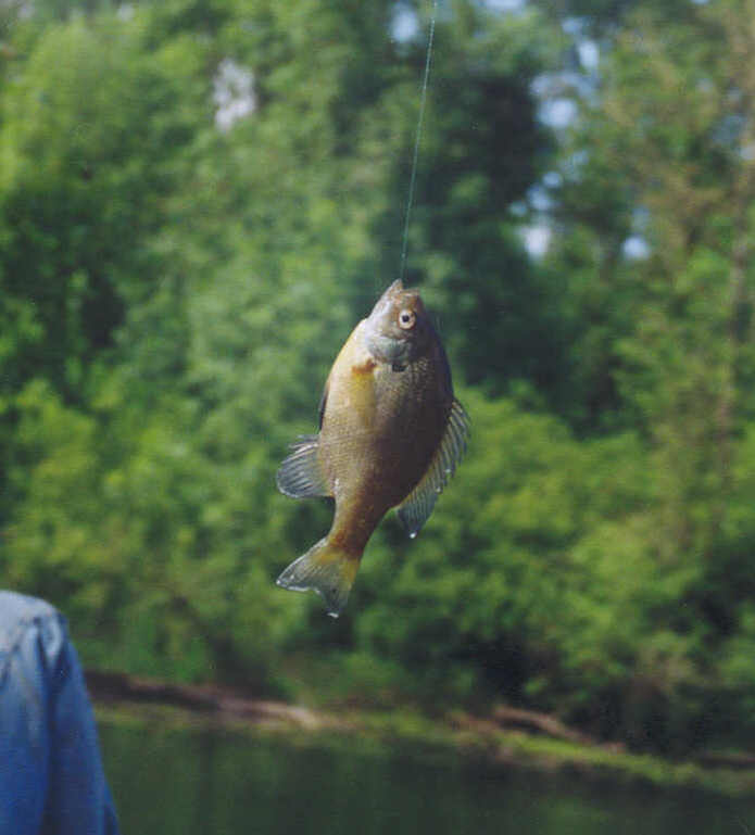 bluegill.jpg