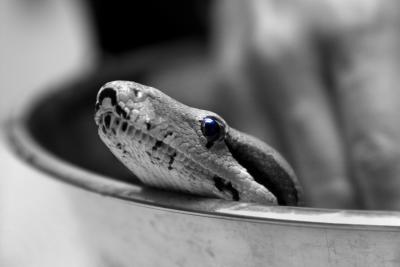 A Snake in the Bath II
