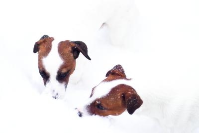 Eddie C. and Henley grazing on snow