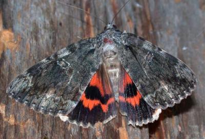  ilia-underwing-5380.jpg