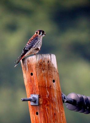 american-kestrel-5218.jpg