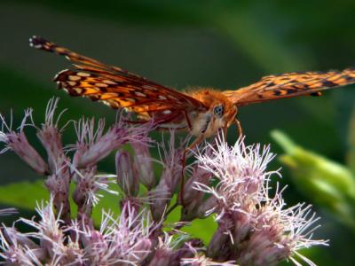 atlantis-fritillary-5517.jpg