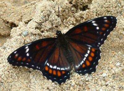 butterfly-unk-16.jpg