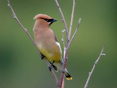 cedar-waxwing-ds-4263.jpg