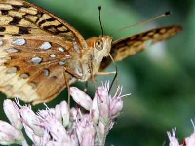 great-spangled-fritillary-.jpg