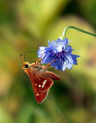 leonard's-skipper-5773.jpg