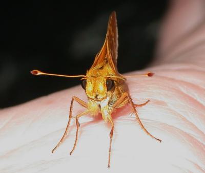 skippers